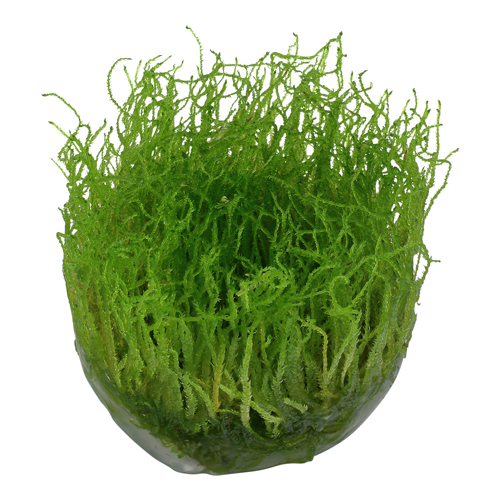 Tropica Taxiphyllum barbieri 'Bogor Moss' (Easy, Moss) 1-2-Grow!