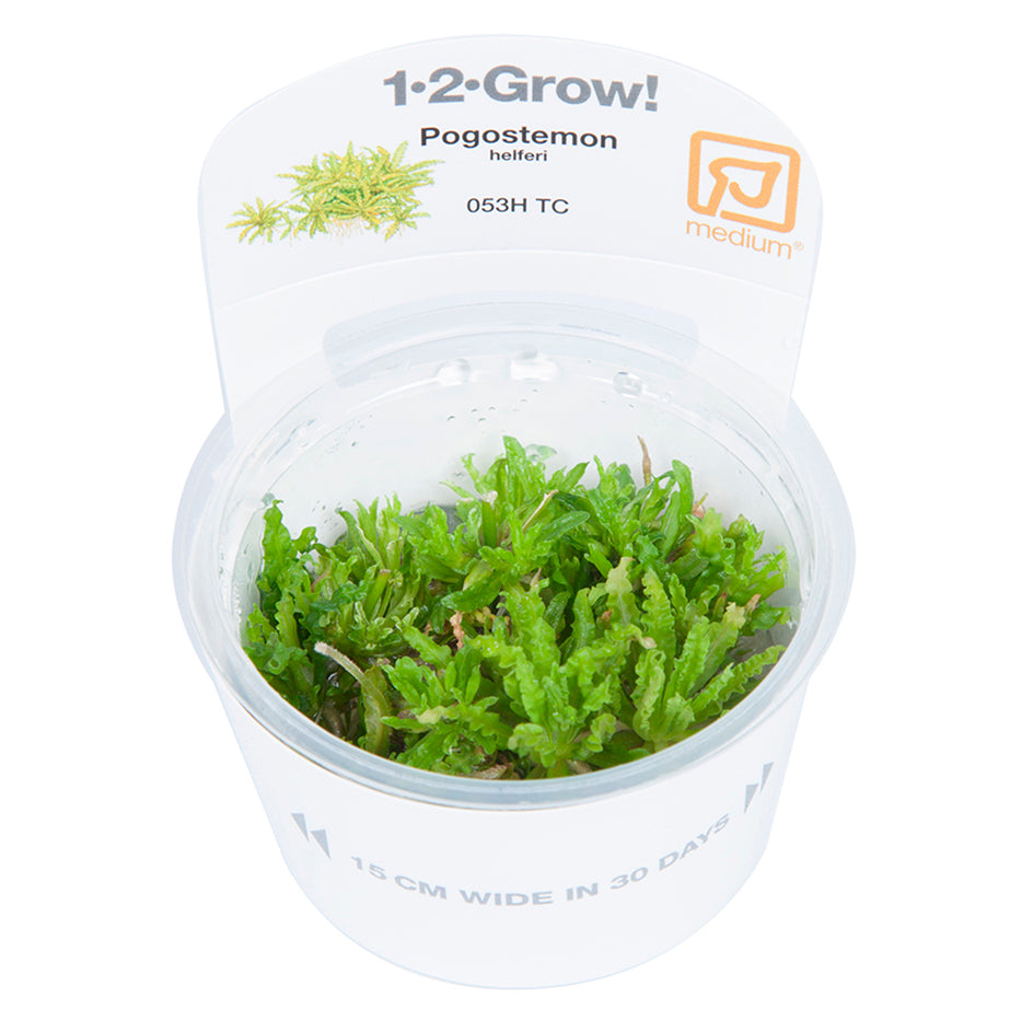 Tropica Pogostemon helferi (Medium, Foreground) 1-2-Grow!