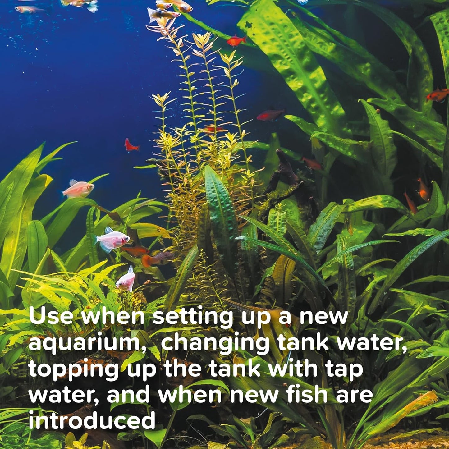 King British FilterAid Aquarium (Safe Water)