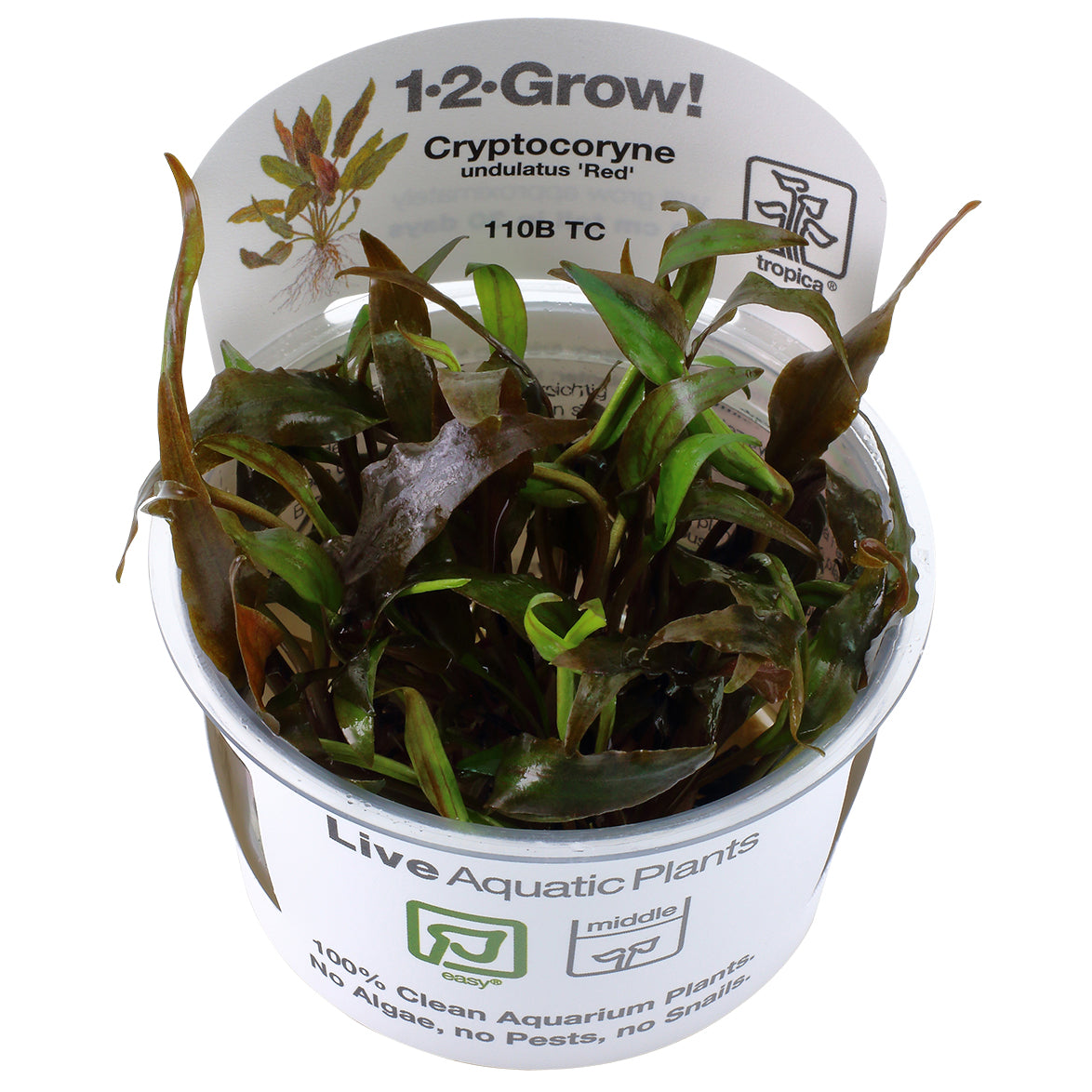 Tropica Cryptocoryne undulata 'Broad Leaf' (Easy, Middleground) 1-2-Grow!