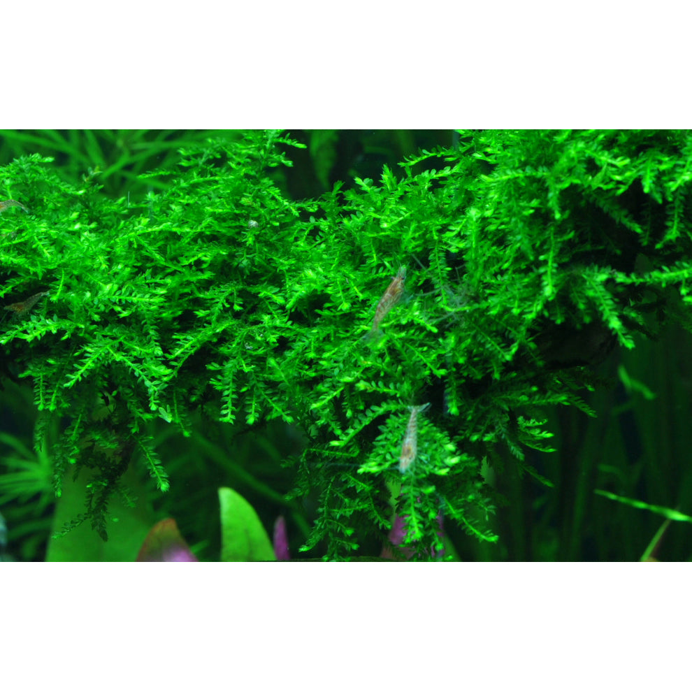 Tropica Vesicularia ferriei 'Weeping Moss' (Medium, Foreground) 1-2-Grow!