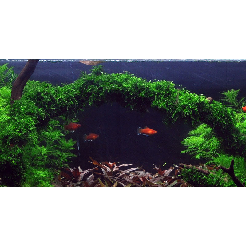 Tropica Vesicularia ferriei 'Weeping Moss' (Medium, Foreground) 1-2-Grow!