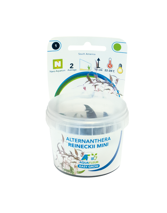 Aquafleur Easy Grow 1 Alternanthera Reineckii Mini