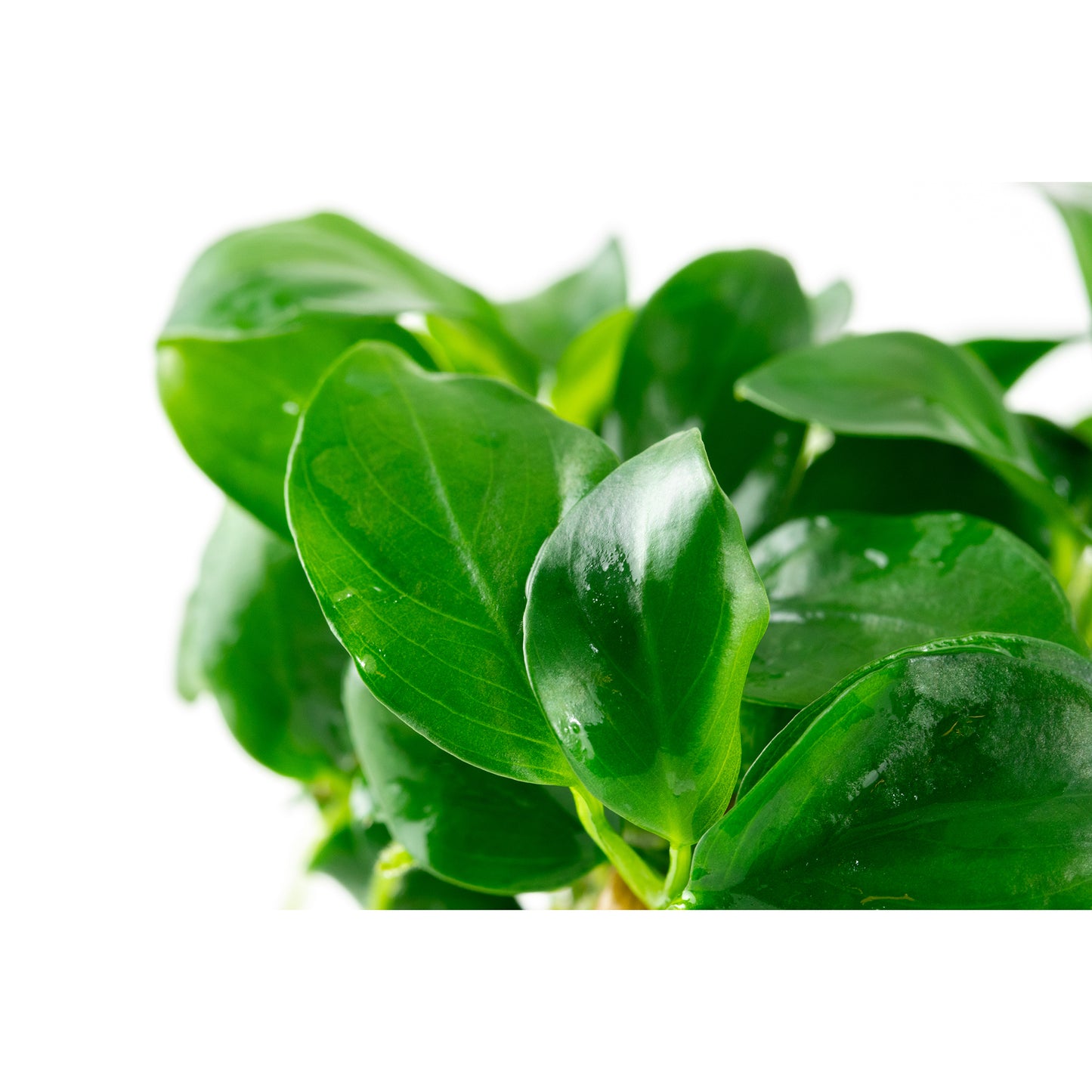 Tropica Anubias barteri nana (Easy, Foreground/Attach) 1-2-Grow!