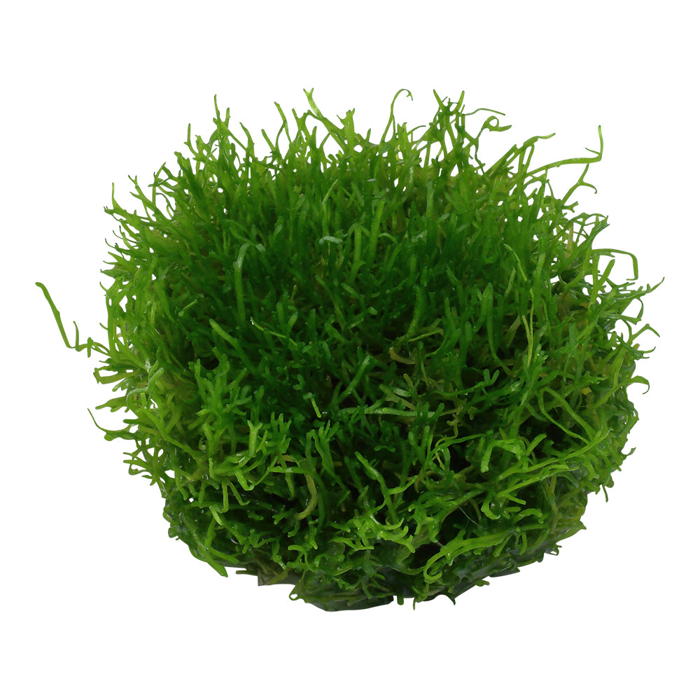 Tropica Riccia fluitans (Medium, Foreground) 1-2-Grow!