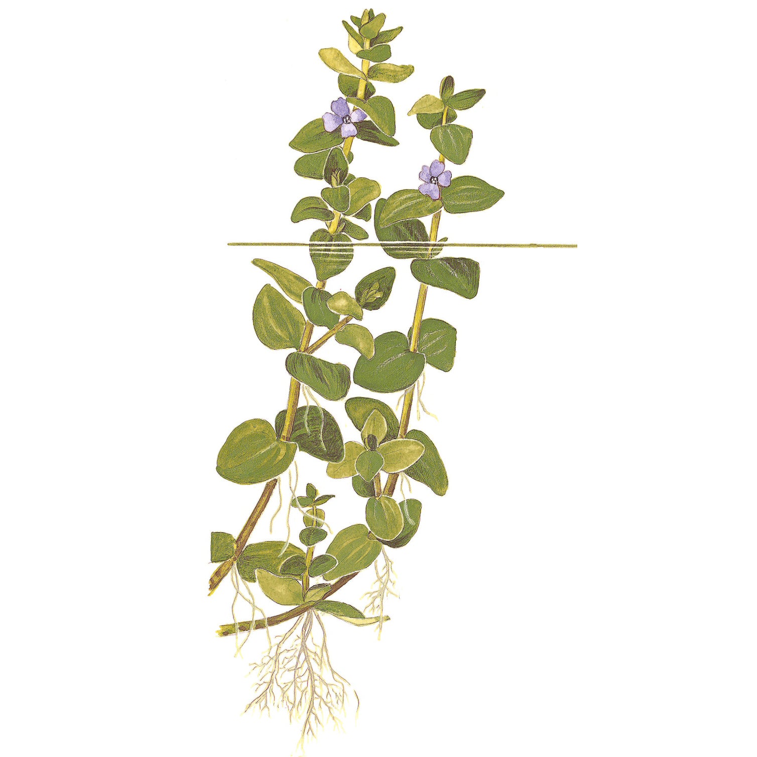 Tropica Bacopa caroliniana (Easy, Background) 1-2-Grow!