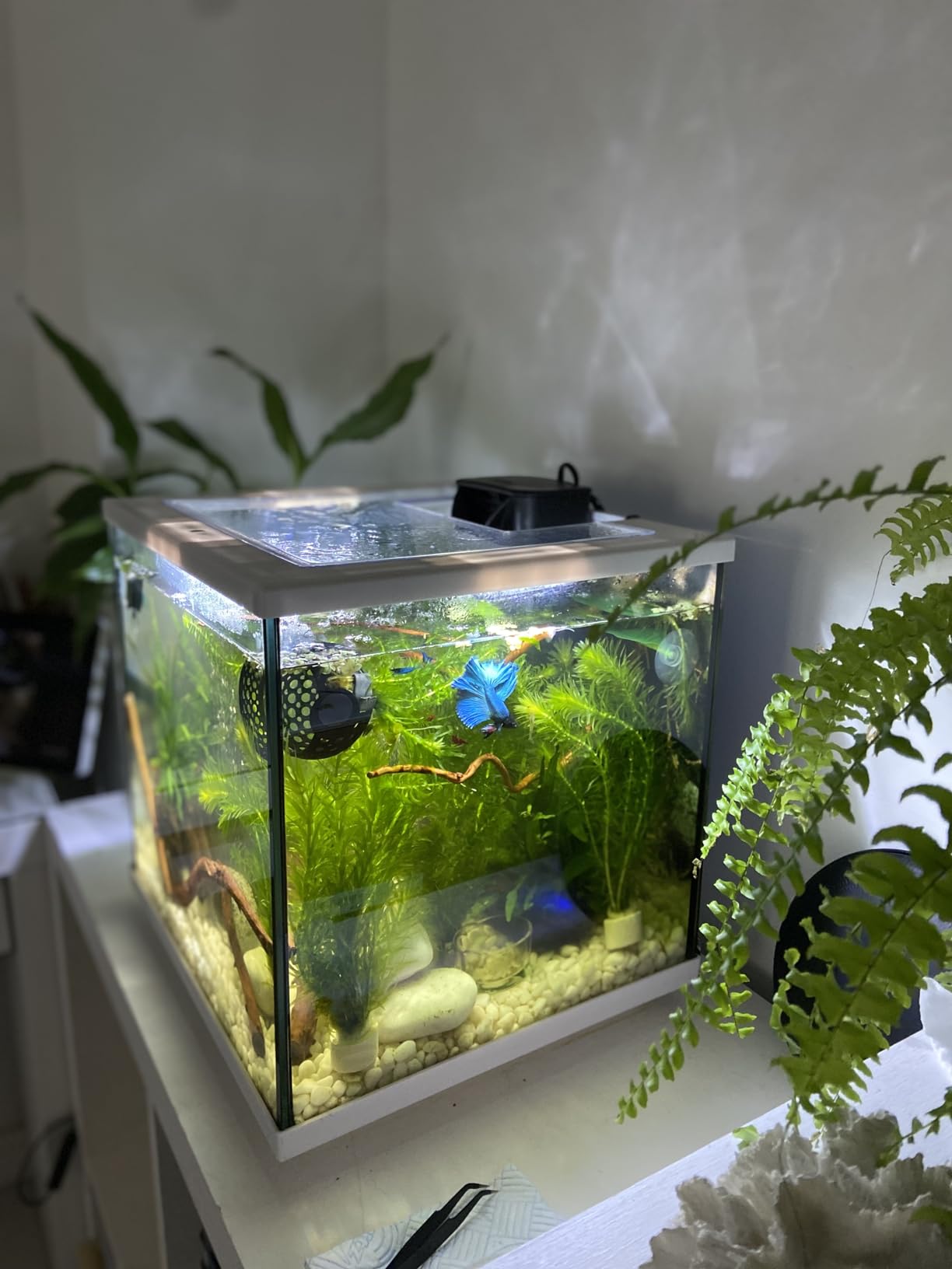 The Complete Aquarium Starter Bundle – 20% Off