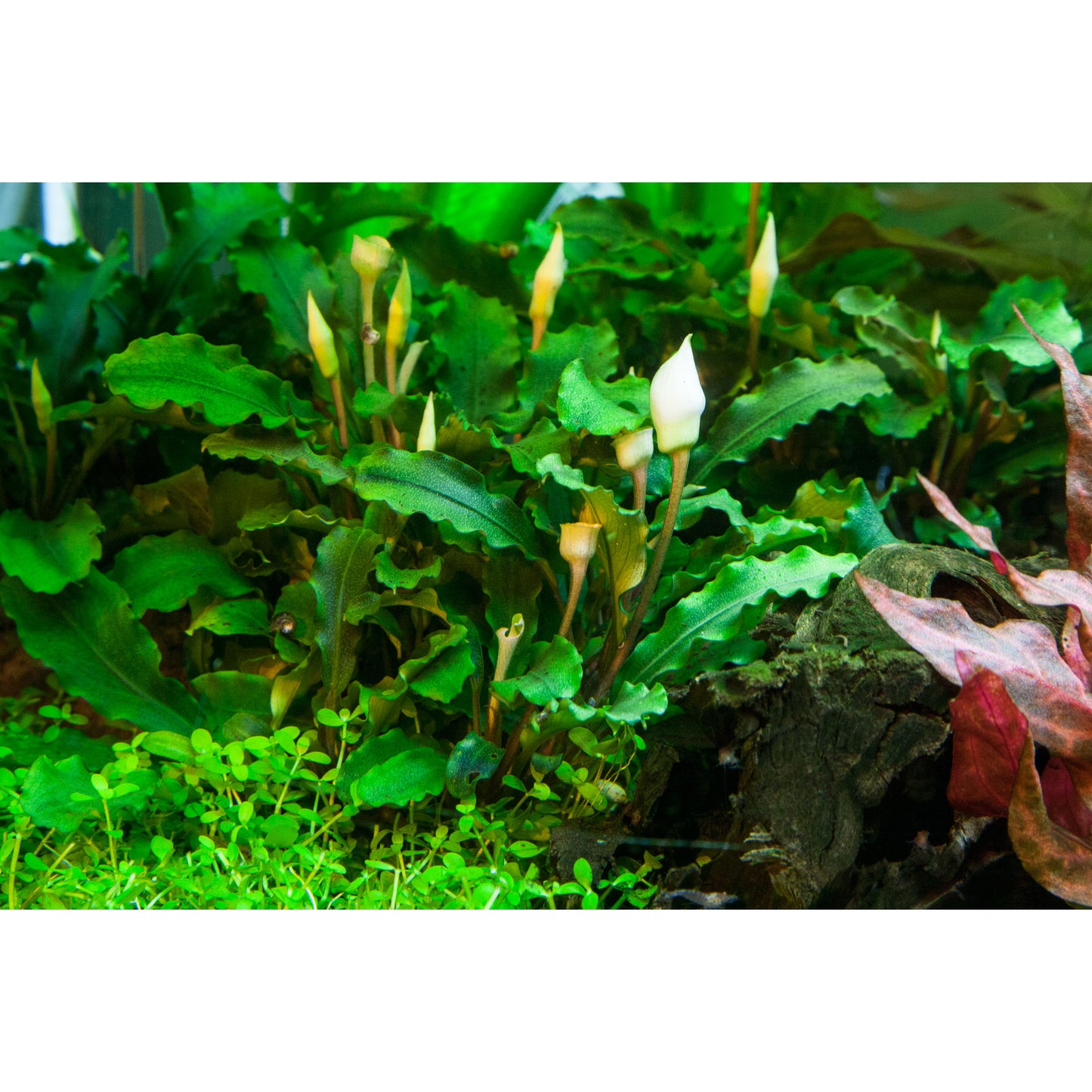 Tropica Bucephalandra pygmaea 'Bukit Kelam' (Easy, Foreground/Attach) 1-2-Grow!