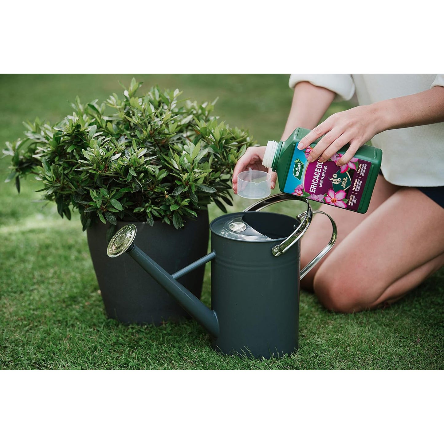 Westland Ericaceous 1L High Performance Liquid Plant Food