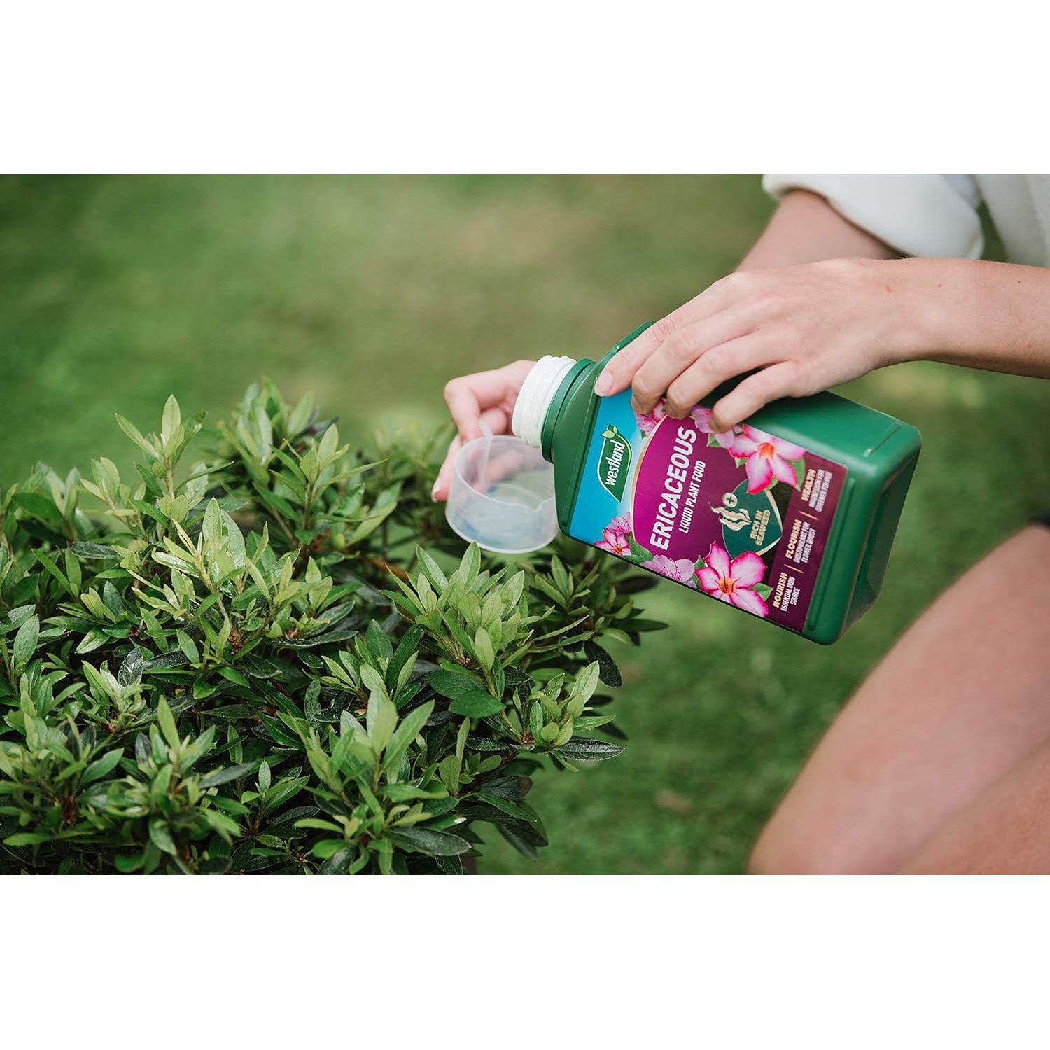 Westland Ericaceous 1L High Performance Liquid Plant Food