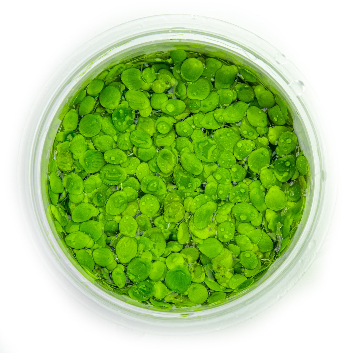 Tropica Spirodela polyrrhiza (Easy, Floating) 1-2-Grow!