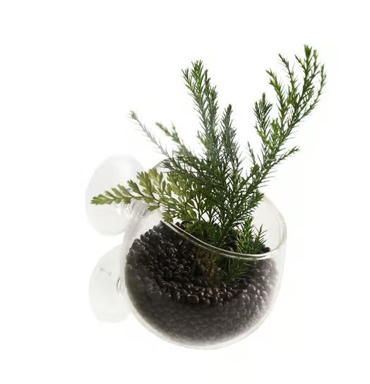 Aqua Della Aquarium Fisht Tank Decoration Plant Cup Glass Clear