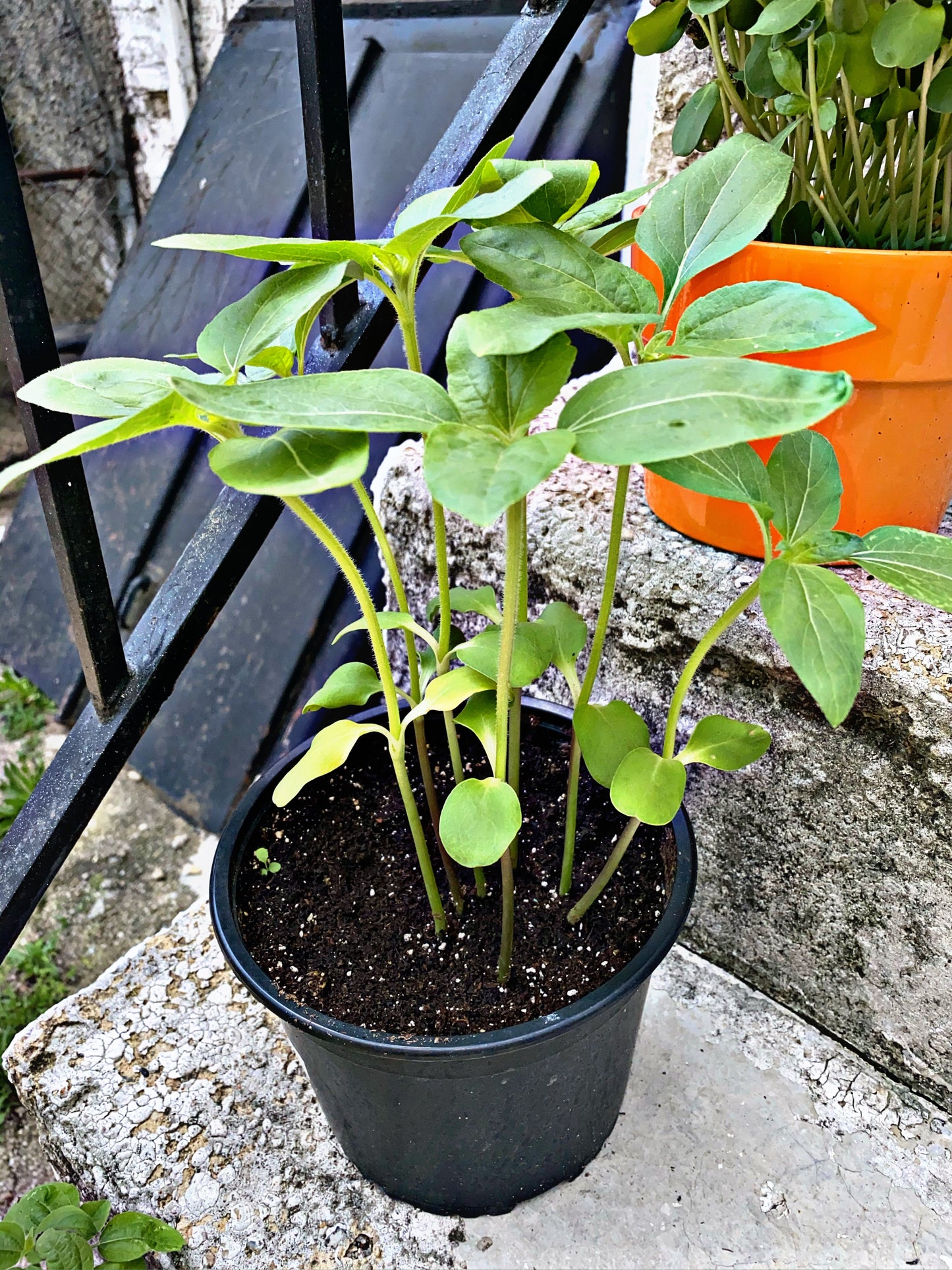 Velda Peat Free Pond Planting Soil