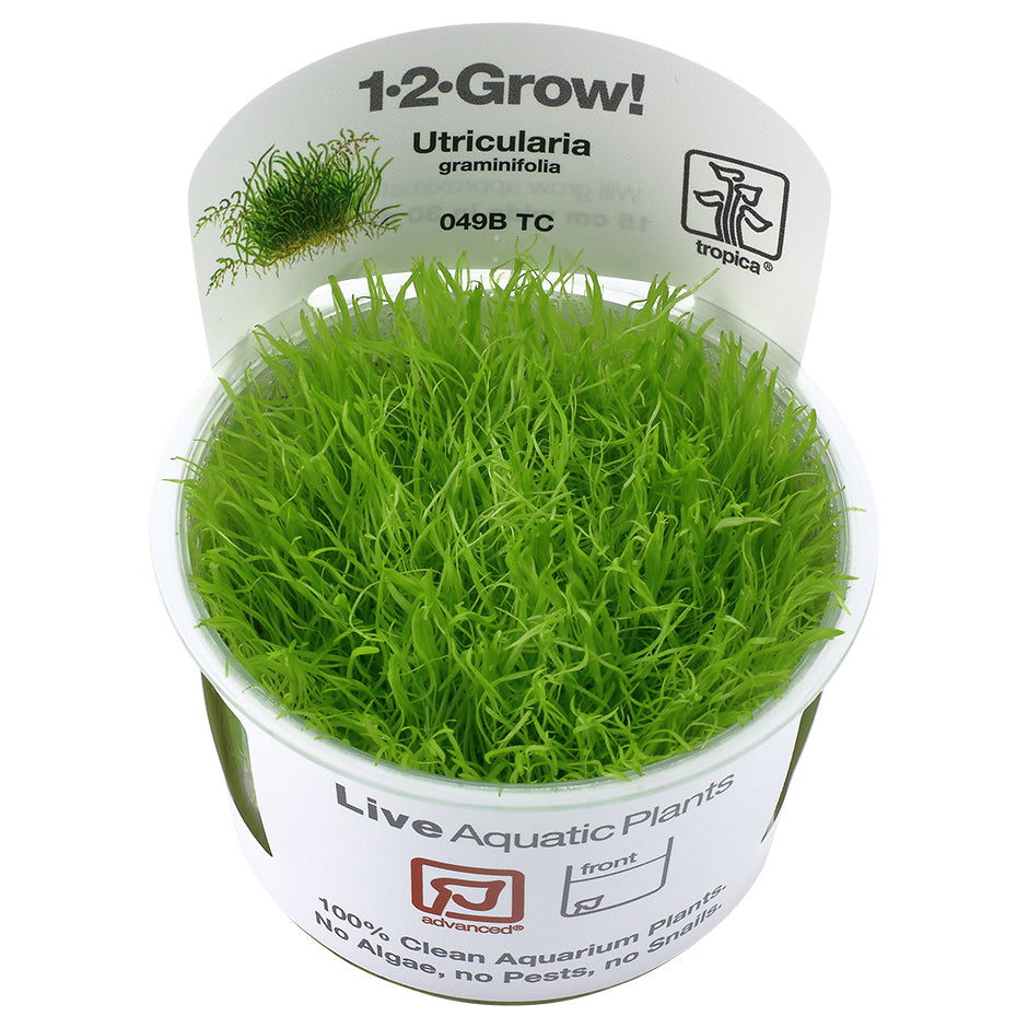 Tropica Utricularia graminifolia (Advanced, Foreground) 1-2-Grow!