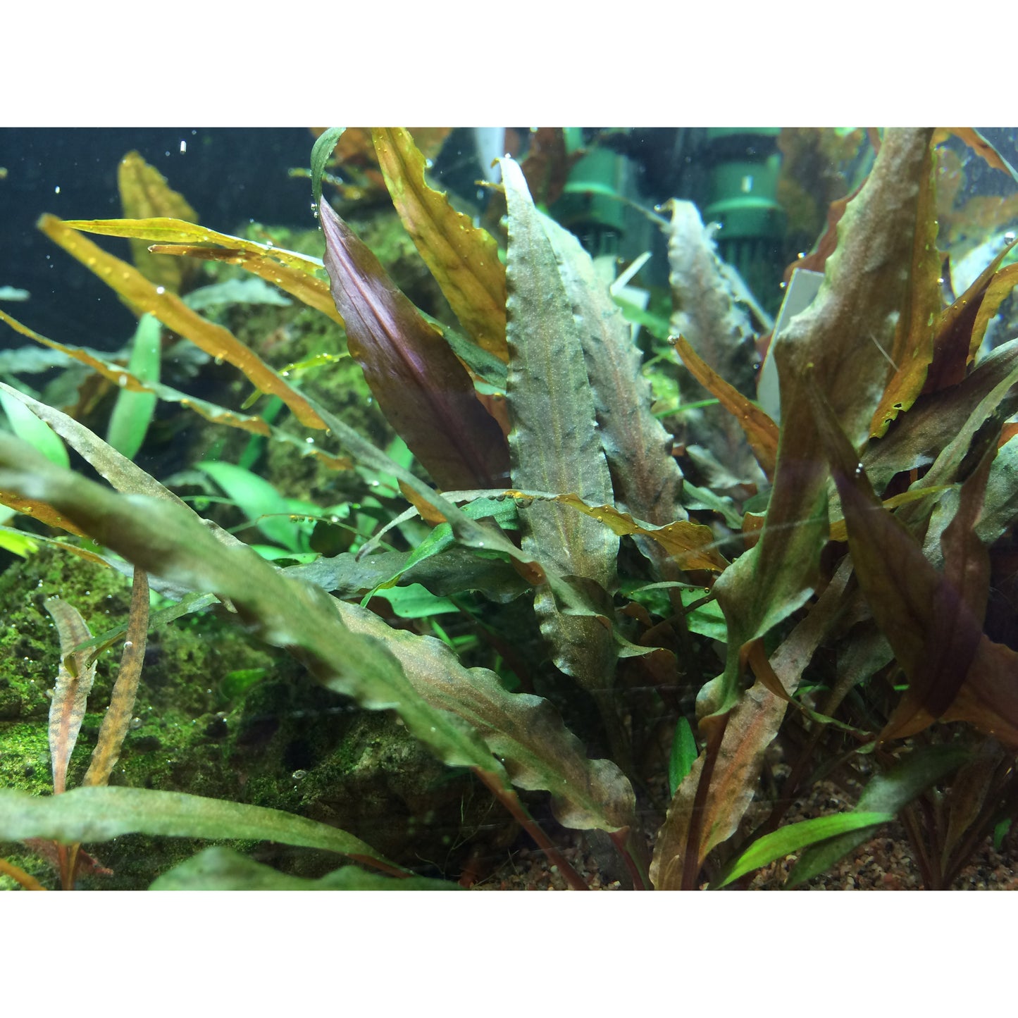 Tropica Cryptocoryne undulata 'Broad Leaf' (Easy, Middleground) 1-2-Grow!