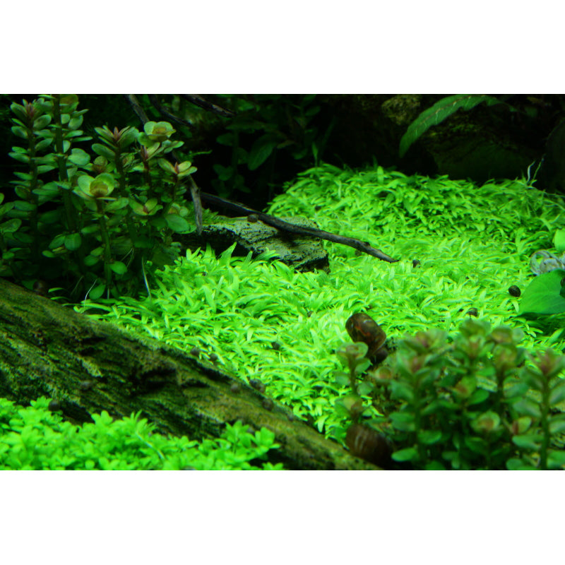 Tropica Utricularia graminifolia (Advanced, Foreground) 1-2-Grow!