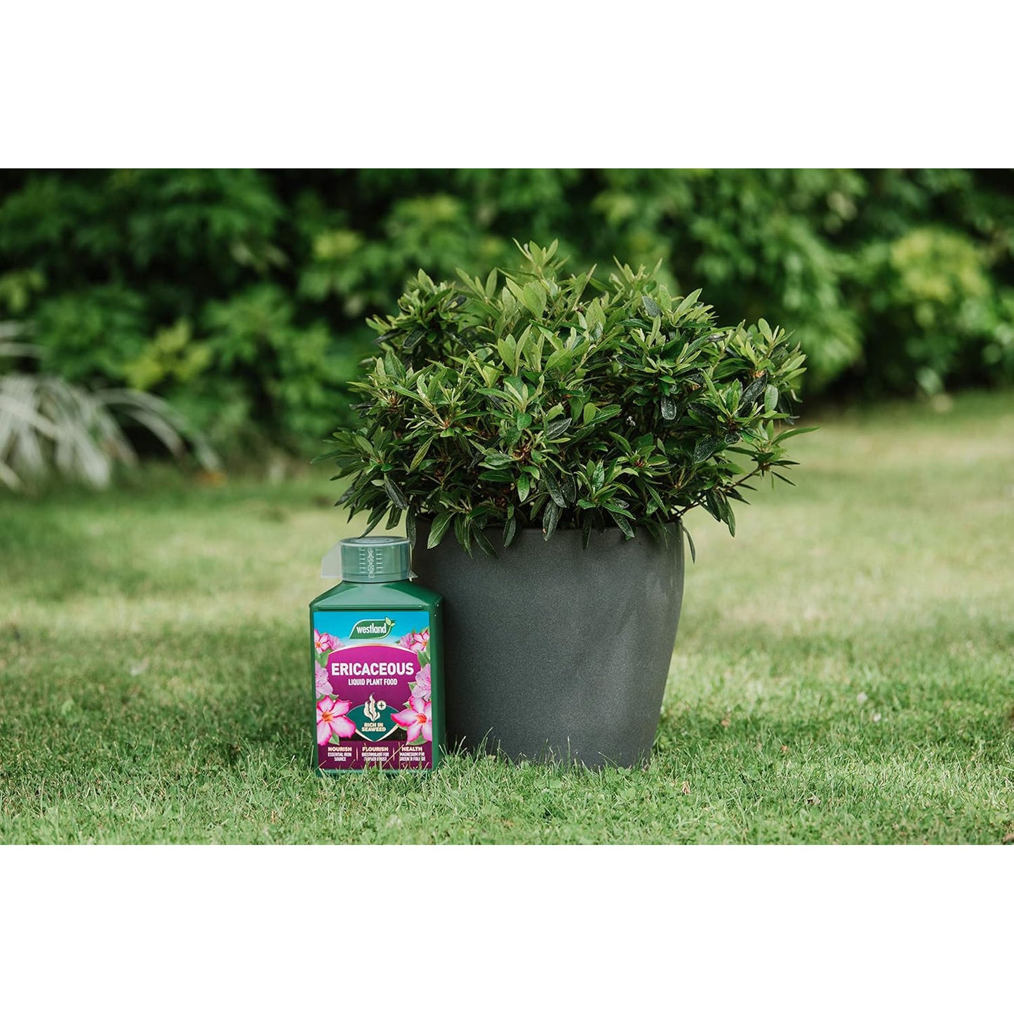 Westland Ericaceous 1L High Performance Liquid Plant Food