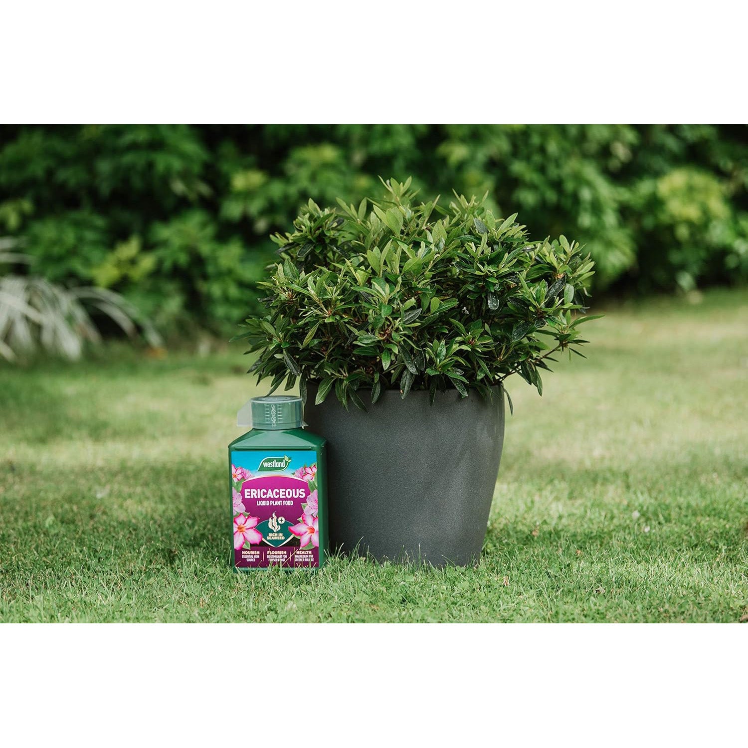 Westland Ericaceous 1L High Performance Liquid Plant Food