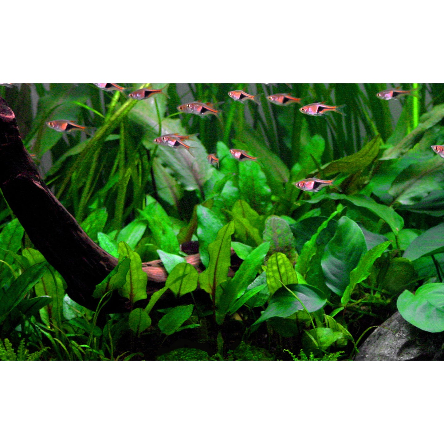 Tropica Cryptocoryne wendtii 'Green' (Easy, Middleground) 1-2-Grow!