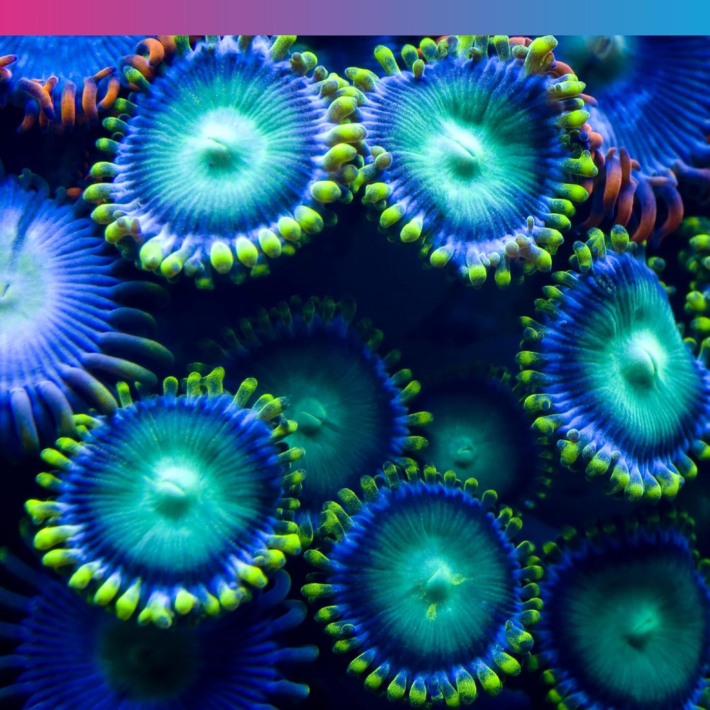 NT LABS PRO-F REEF SNOW 50g - CORAL FILTER FEEDER FOOD