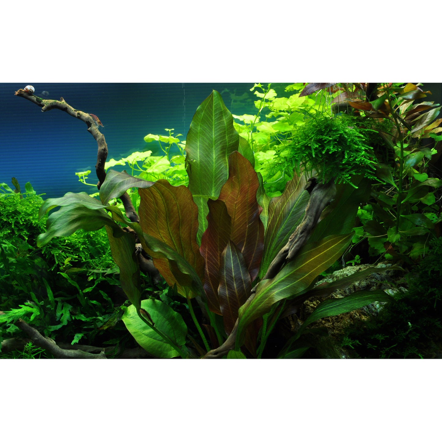 Tropica Echinodorus 'Reni' (Easy, Middleground) 1-2-Grow!