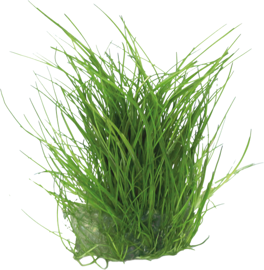 Aquafleur Easy Grow 39 Eleocharis Acicularis Live Plant