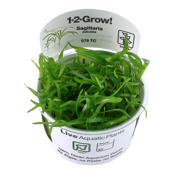 Sagittaria subulata (Easy, Middleground) 1-2-Grow!