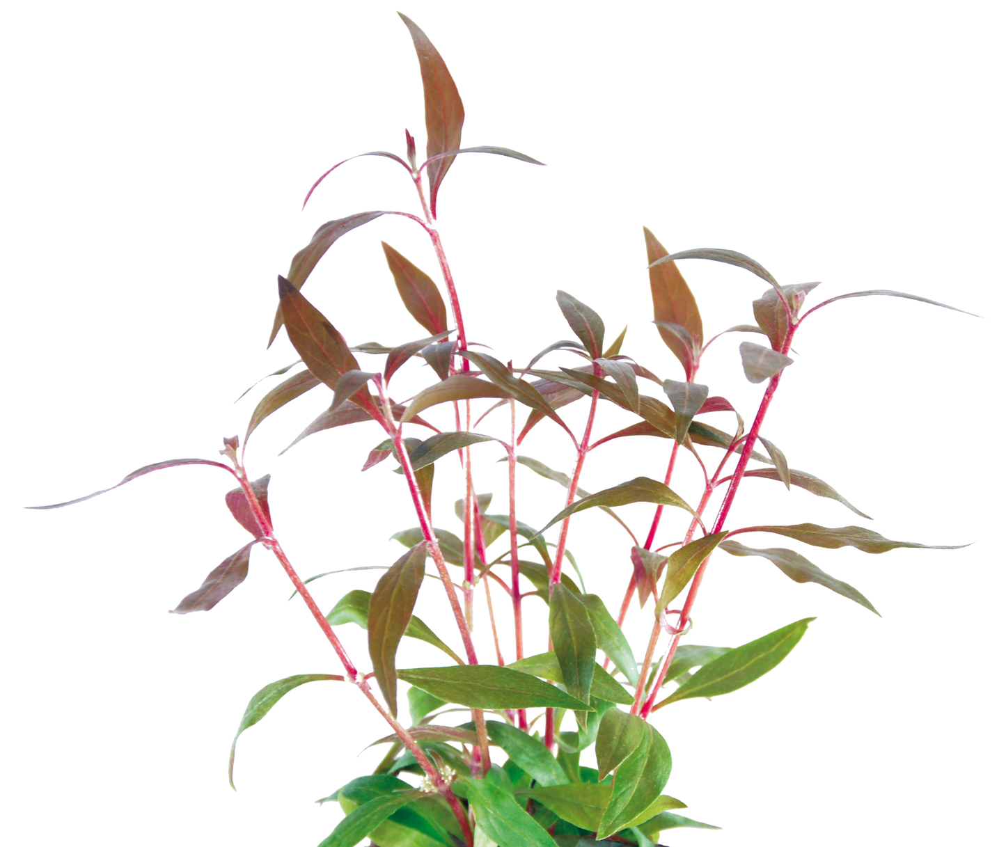 Aquafleur Easy Grow 1 Alternanthera Reineckii Mini
