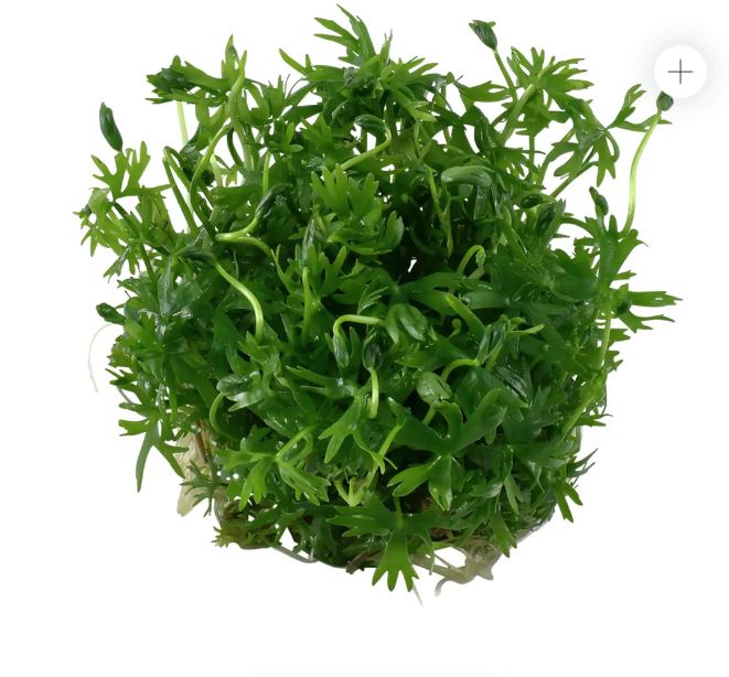 Tropica  1-2 Grow ! Ranunculus Live Aquarium Plant