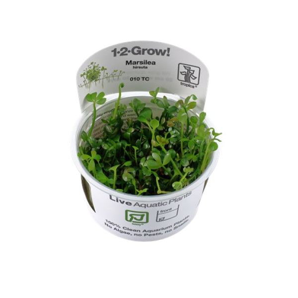 Marsilea hirsuta (Easy, Foreground (Carpeting)) 1-2-Grow!