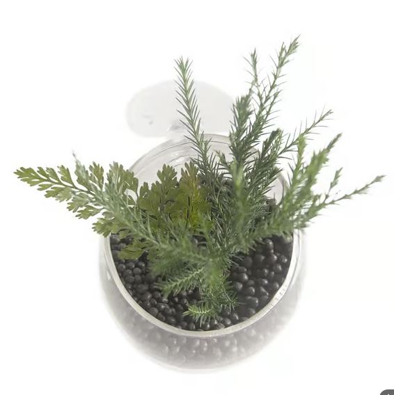 Aqua Della Aquarium Fisht Tank Decoration Plant Cup Glass Clear