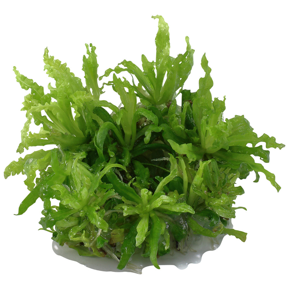 Tropica Pogostemon helferi (Medium, Foreground) 1-2-Grow!