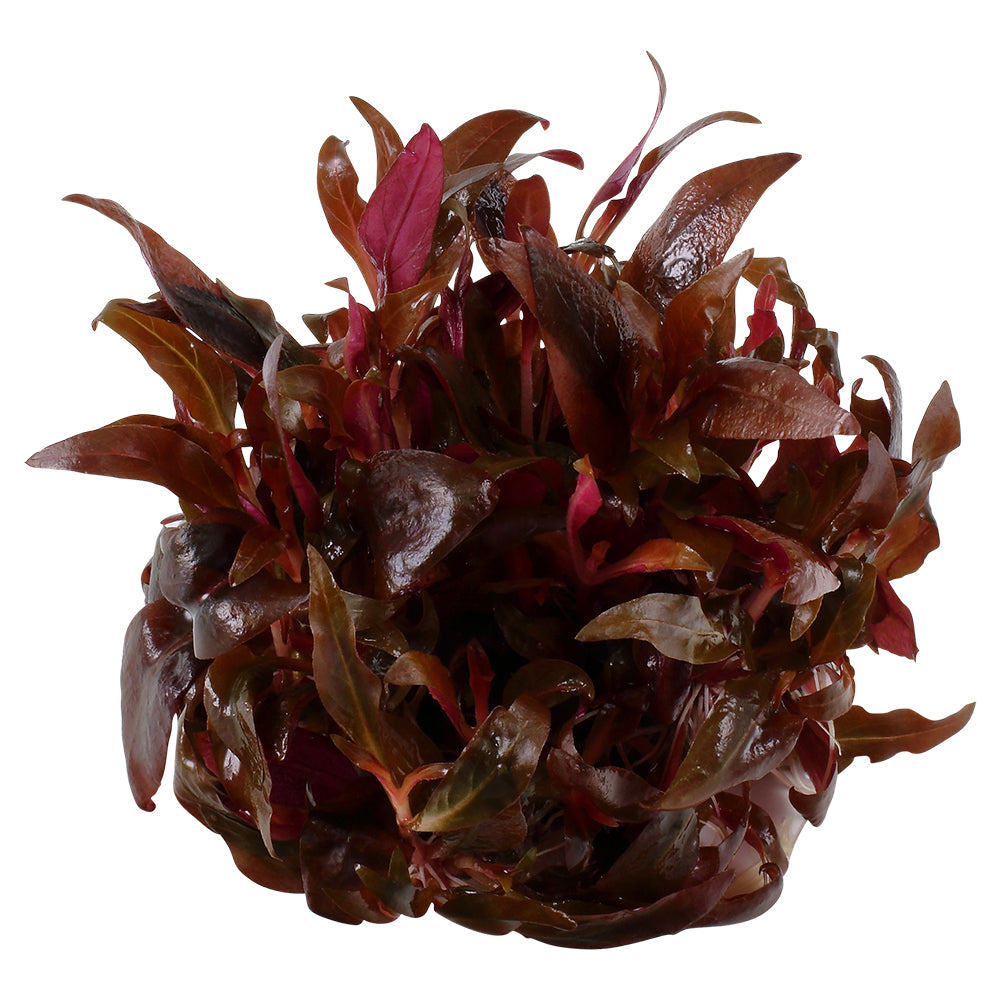Tropica Alternanthera reineckii 'Mini' (Medium, Foreground) 1-2-Grow!