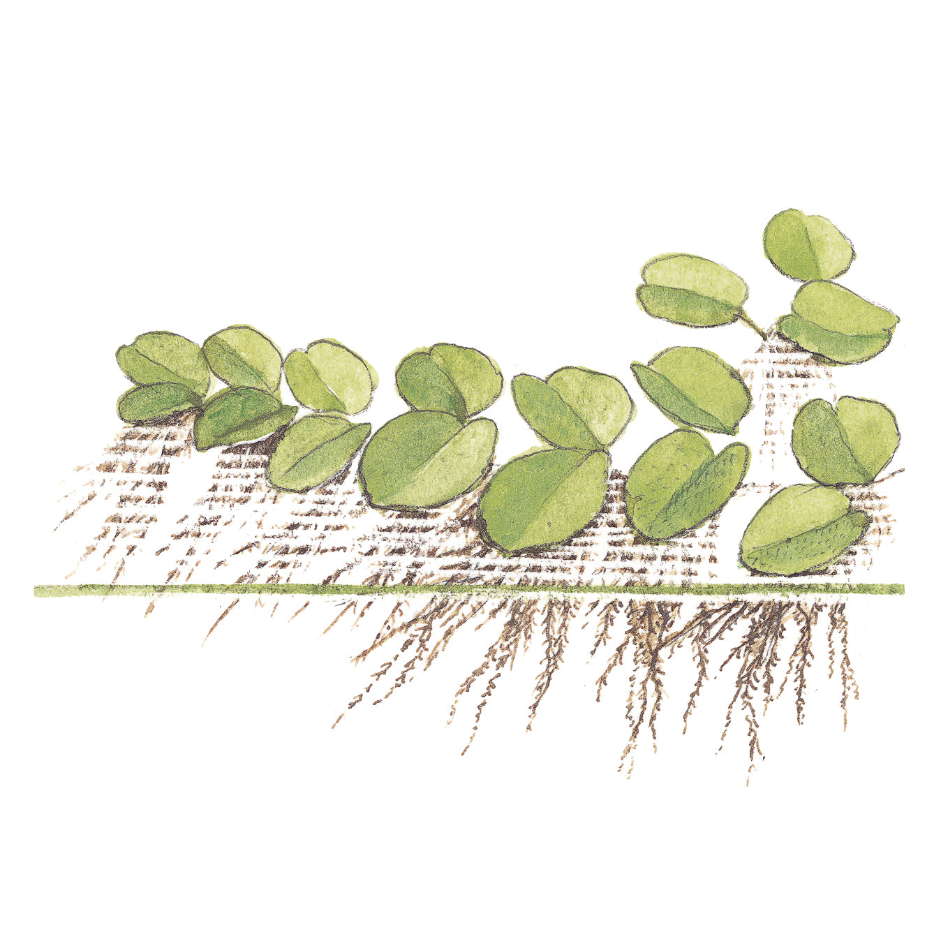 Tropica Salvinia minima (Easy, Floating) 1-2-Grow!