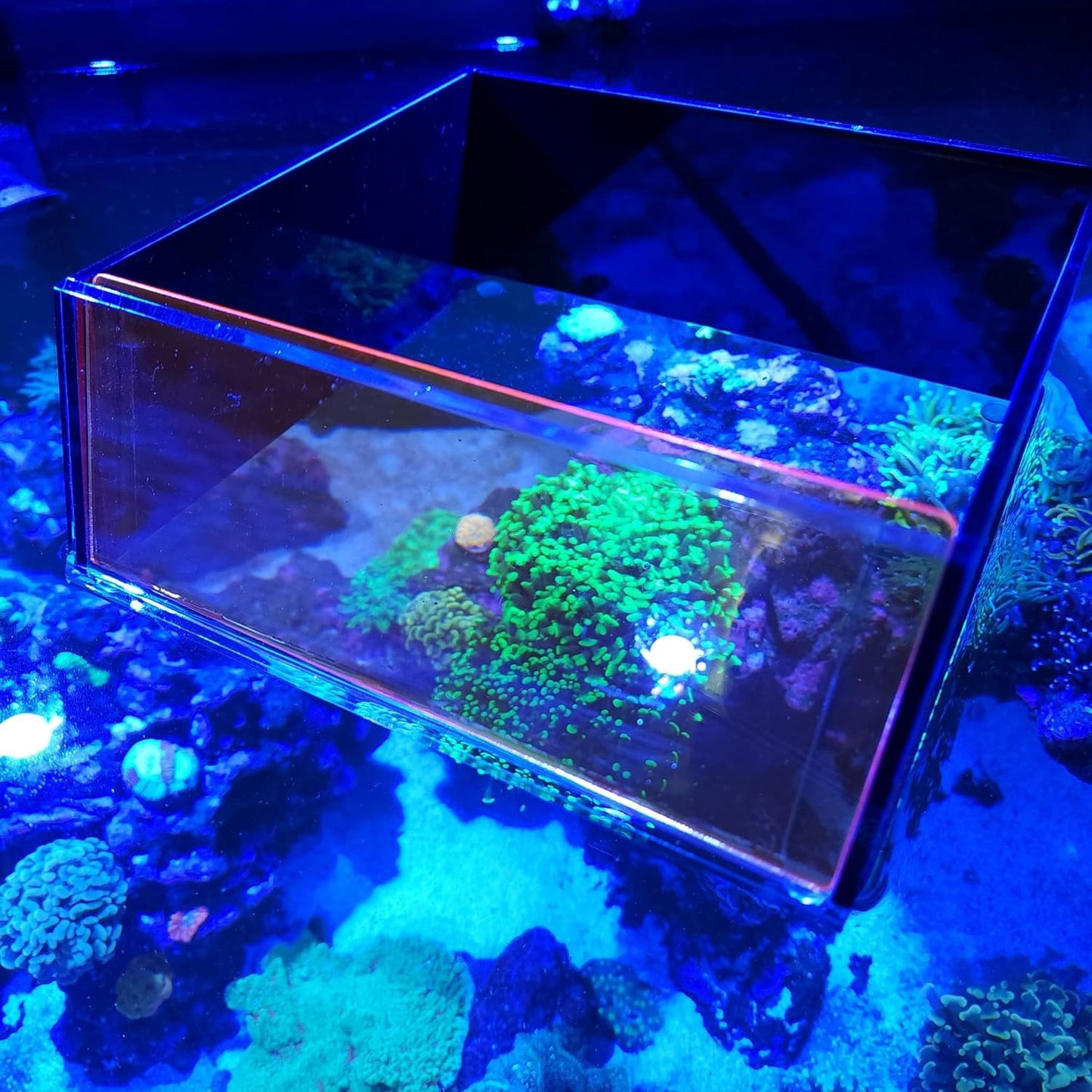 Flipper Floating Aquarium Top-Down Viewer