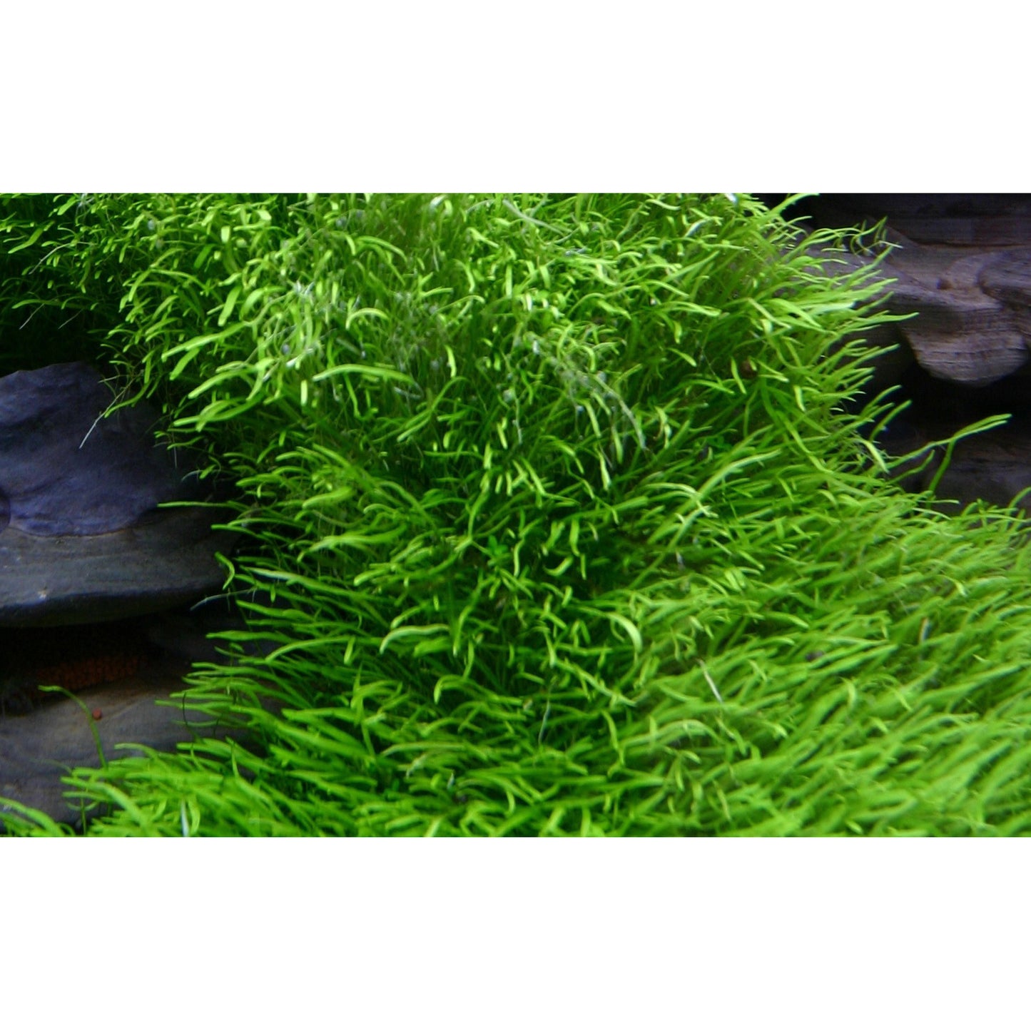 Tropica Utricularia graminifolia (Advanced, Foreground) 1-2-Grow!