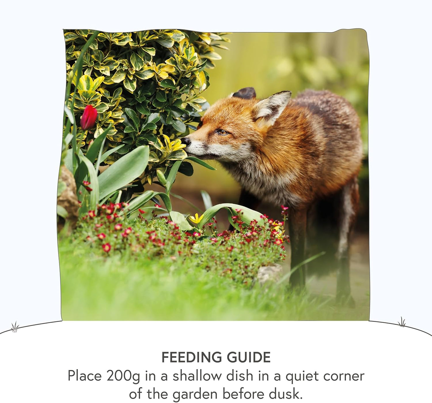 Wildlife World Badger Fox Food Meat Protein 2Kg & HHWB Hedgehog Food