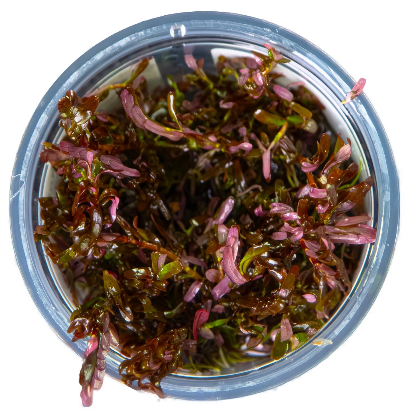 Tropica Rotala rotundifolia 'Blood Red' (Medium, Red) 1-2-Grow!