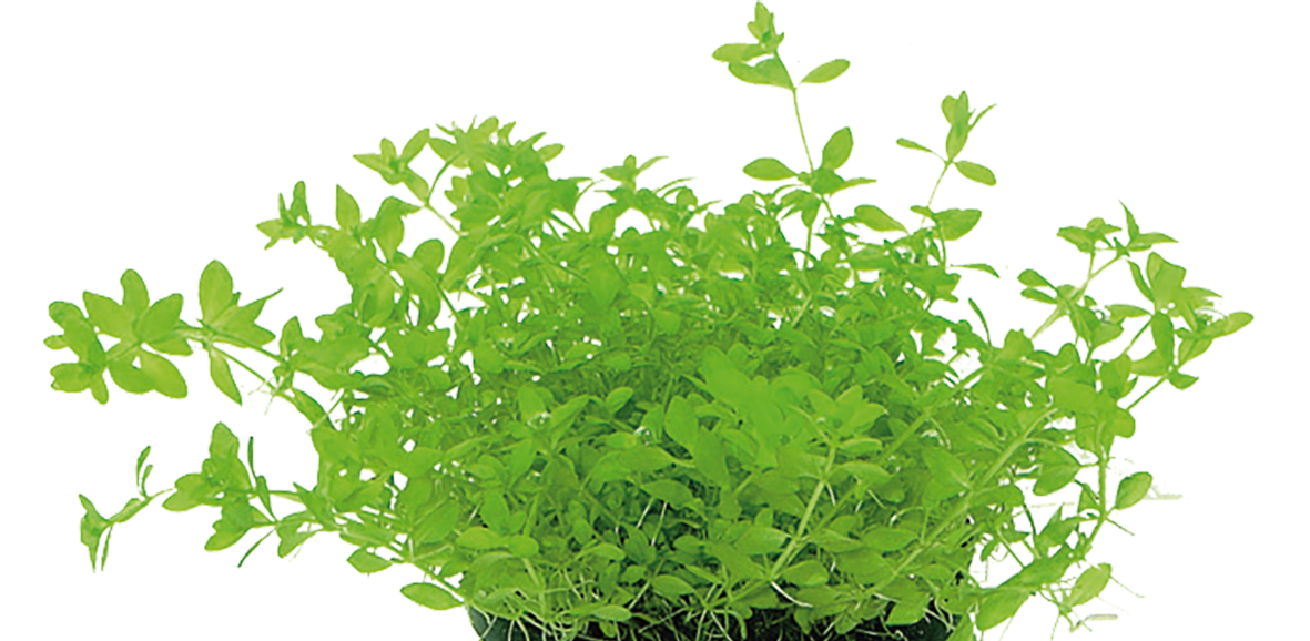 Aquafleur Easy Grow 79 Micranthemum Micranthemoides