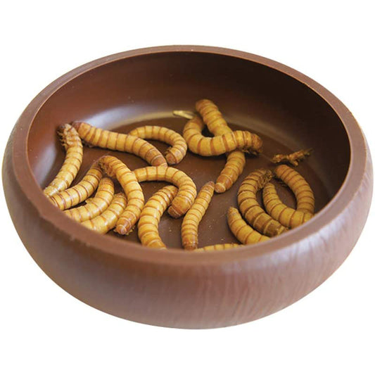 Komodo Mealworm Dish Reptile Feeding Bowl