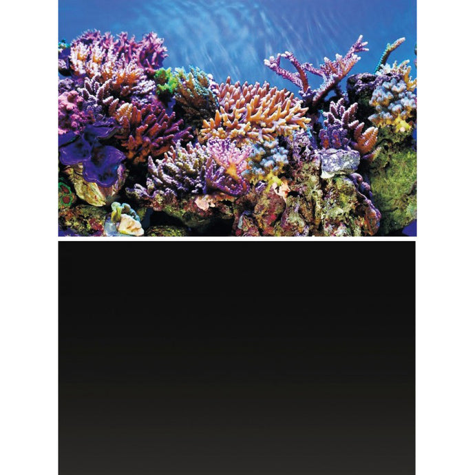 Superfish Deco Poster A (Coral/Black)