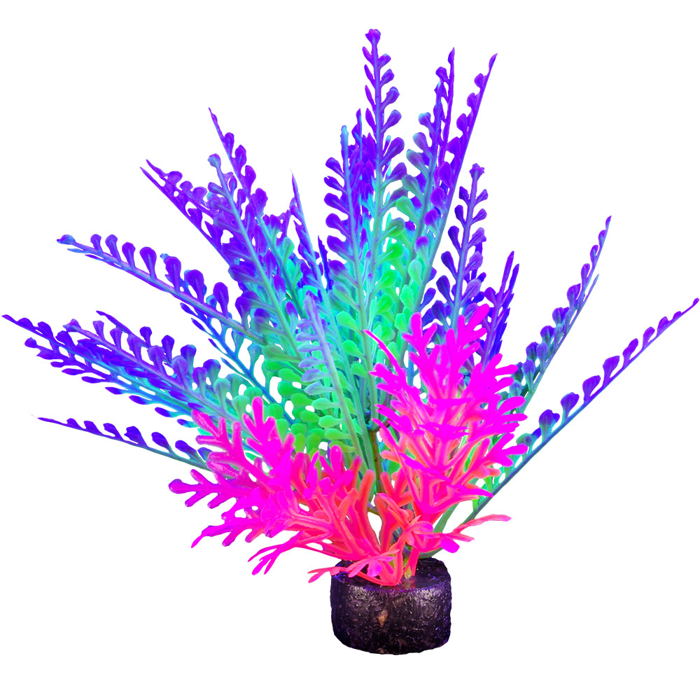 Marina iGlo Plant Purple Haze Fern 5.5"