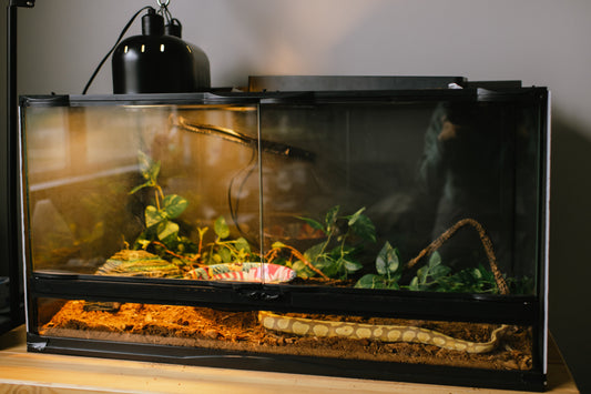 How much does it cost to run and set up a vivarium?
