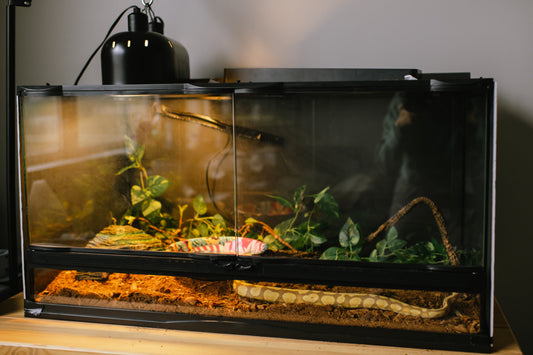 How much does it cost to run and set up a vivarium?