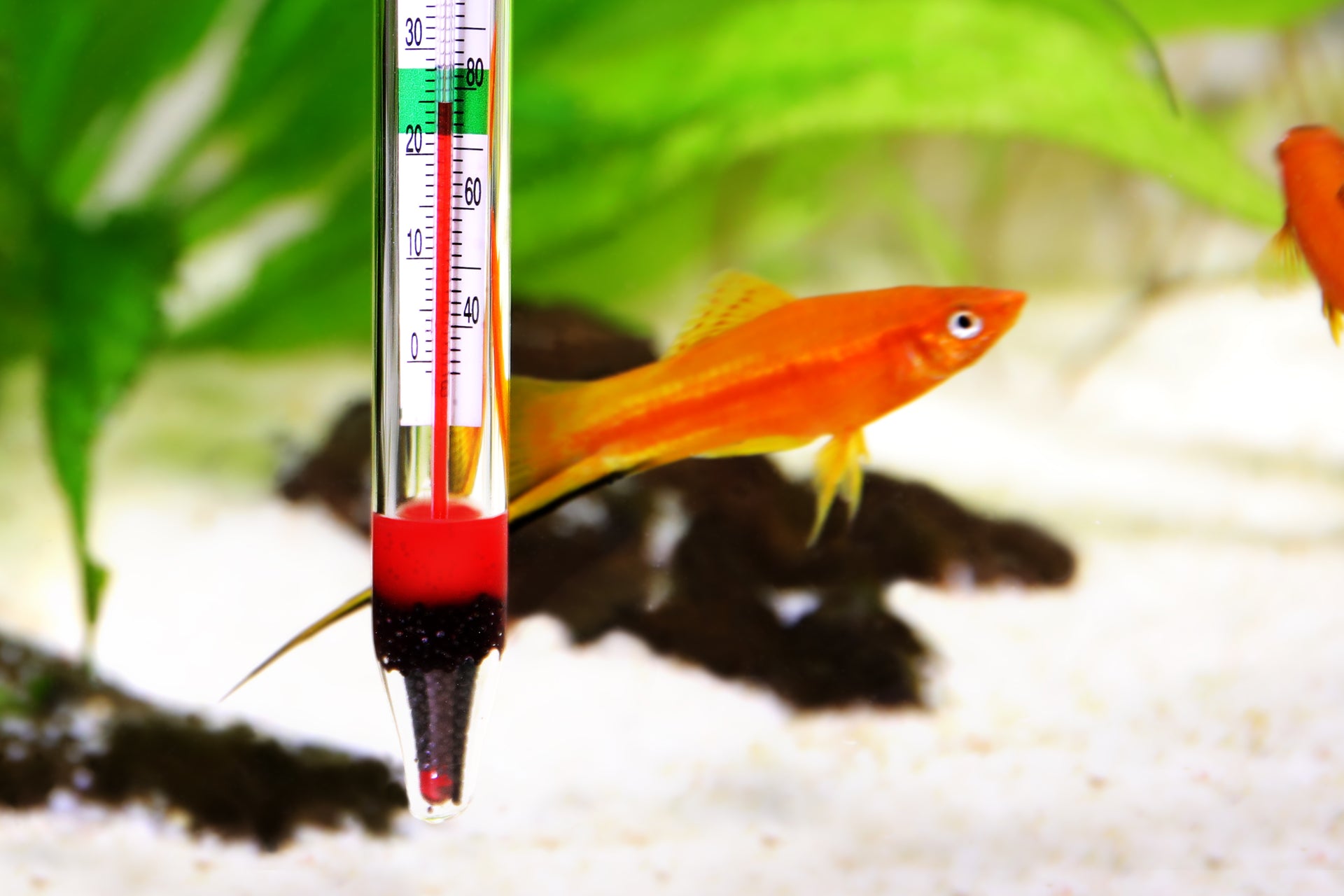aquarium heater temperature spike effects on fish