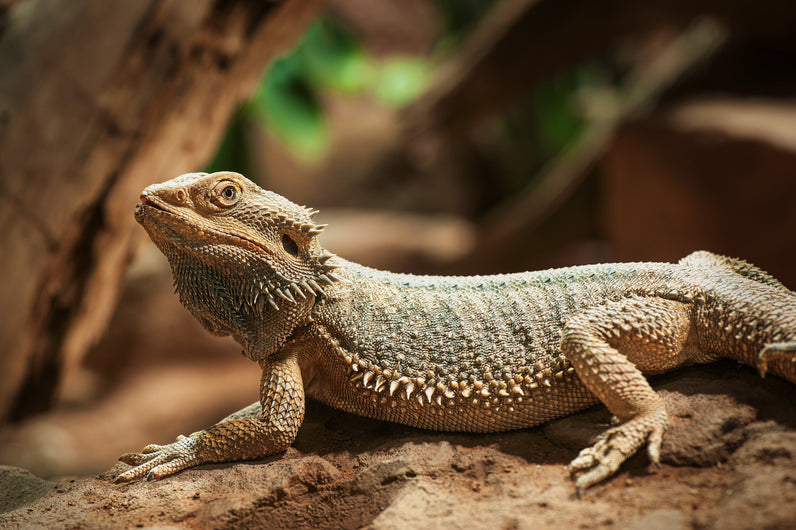 How to set up a vivarium for a bearded dragon