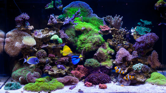 How to Set Up a Marine Tank