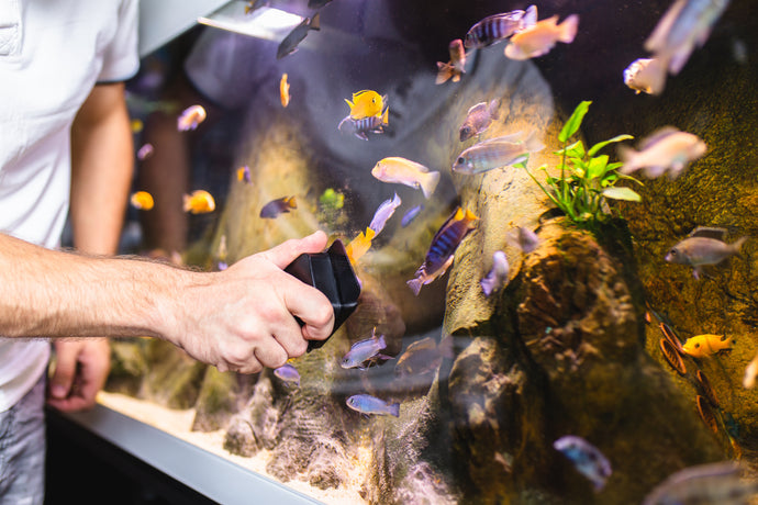 How to clean a fish tank for beginners