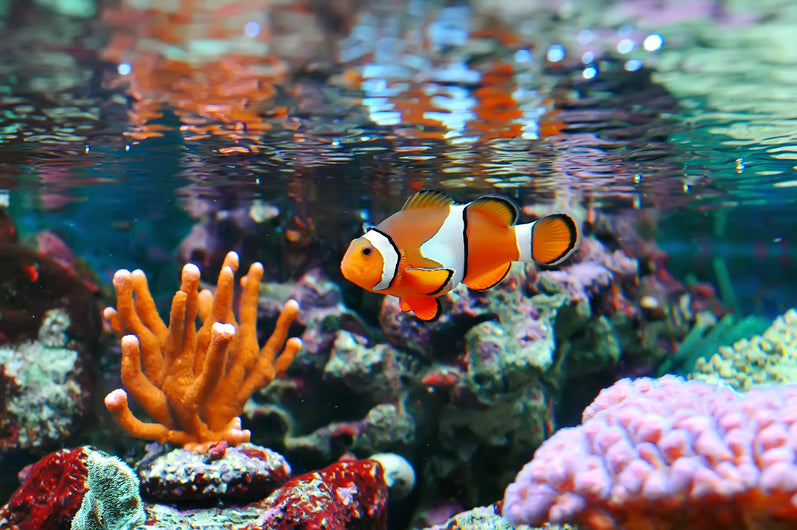 How to start a clownfish tank and keep it thriving