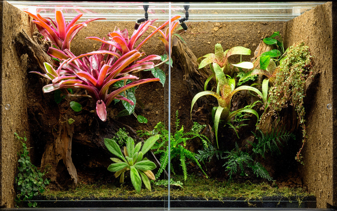 A comprehensive guide to terrarium clean-up crews
